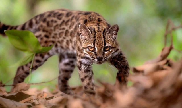 Leopardus tilcayo new wild cat species identified in Bolivia